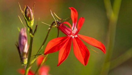 Close-up of vibrant red flower