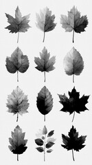Obraz premium Collection of black and white leaf illustrations on a light background
