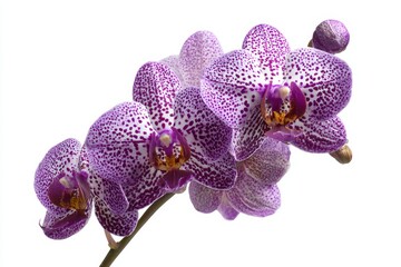 Vanda orchid flower with purple and white speckled petals isolated on pure white background, copy space for text, tropical plant botanical illustration.