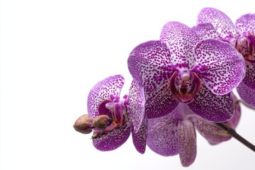 Vanda orchid flower with purple and white speckled petals isolated on pure white background, copy space for text, tropical plant botanical illustration.