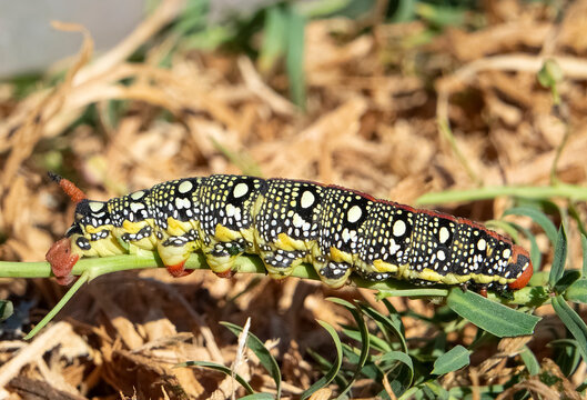 Close-up of a colorful caterpillar crawling (Celerio euphorbiae, spurge hawk) on a green plant in a natural setting
