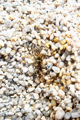 Small crabs on the shore of the Sea of Japan. Siberian coast. Russian Far East