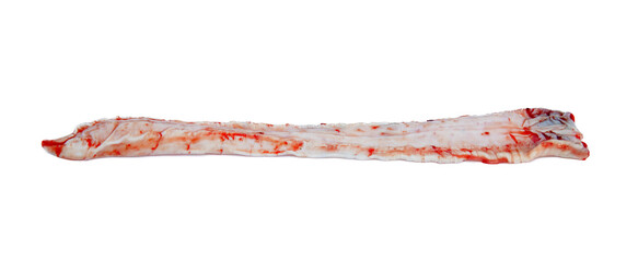 The anatomy of fish, digestive organs. Swimming bubble of a pike. Organs are dissected on a white background. Macro