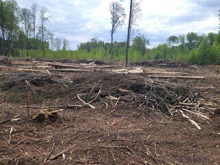 Ecological world problem deforestation. Stumps dry branches from felled pine trees in forest, illegal tree cutting. Destruction trees in wild nature in spring. Forestry industry sawmilling operations