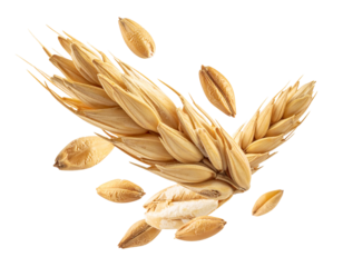 Barley with half slice falling and flotaing png