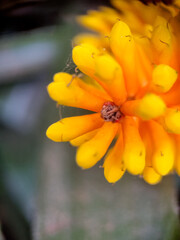bee on yellow flower