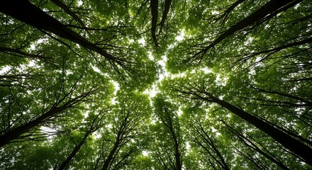 Fototapeta premium lush green forest canopy sunlight filters through trees