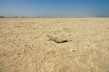 Bare (no vegetation) sandy-clay beach on the Persian Gulf. Dead triggerfish (Balistes), a few shells of small mollusks. Depleted biocenosis because the hot desert goes into the sea
