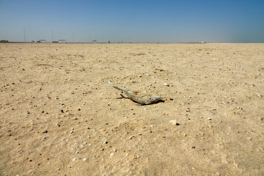 Bare (no vegetation) sandy-clay beach on the Persian Gulf. Dead triggerfish (Balistes), a few shells of small mollusks. Depleted biocenosis because the hot desert goes into the sea