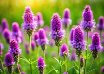 Obraz premium Beautiful purple toothache plant flowers blooming in a green meadow