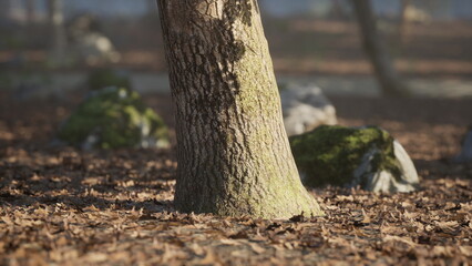 A solitary tree stands tall in a serene forest, its trunk covered in moss while dry leaves blanket the ground, creating a peaceful autumn atmosphere in the woods.