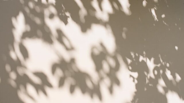 Soft light and shadows from tree branches, plant, foliage and leaves. Morning sunlight and tree shadows blowing by wind reflecting on wall. Summer concept. Product, advertising. . High quality 4k