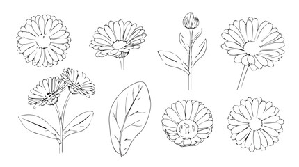 Fototapeta premium Delicate hand drawn botanical line art floral elements collection for elegant design projects silhouette