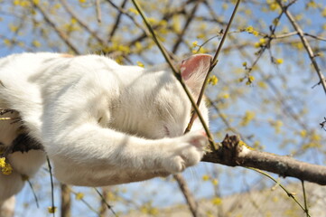 Spring photo of a cat on a flowering tree.
