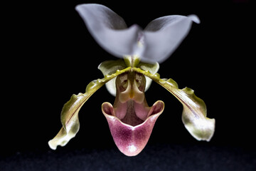  Close-Up of Lady?s Slipper Orchid on Black Background © Alla