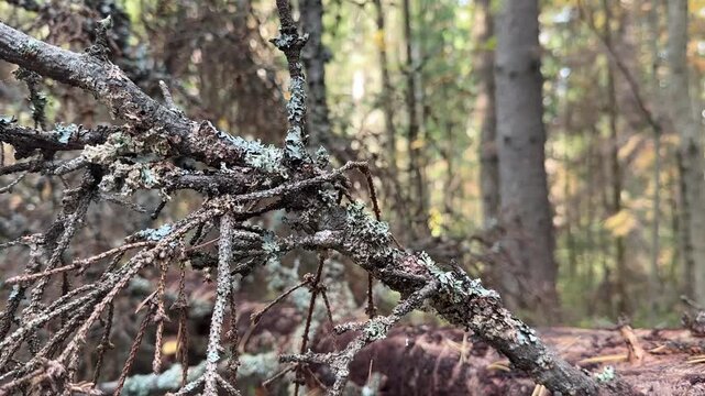Tree branches covered with lichens in forest. Blue lichen on the bark