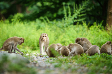 Primates mammals front view, Leader  brown monkey or Macaca stands tall and dignified, amidst the...