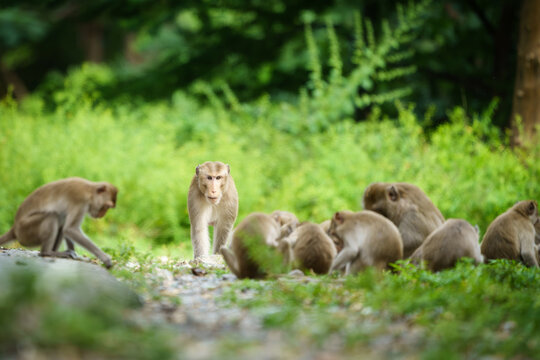 Primates mammals front view, Leader  brown monkey or Macaca stands tall and dignified, amidst the troop of monkeys. In natural forest at Khao Ngu Stone Park, Thailand. Leave space for text input.