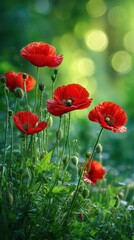 Fototapeta premium Vivid red poppy flowers bloom vibrantly amidst lush green foliage and soft bokeh lights