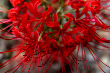 夏から秋に季節が変わり彼岸花の花が咲く