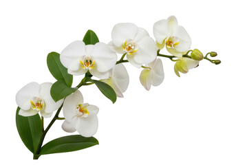 Obraz premium White orchid blossom isolated on transparent background isolated on transparent background