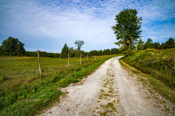 A dirt road in a crop field