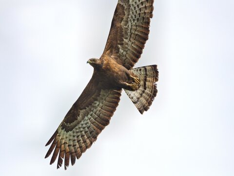 A female dark morph of Oriental Honey-Buzzard soaring at Chumphon Thailand