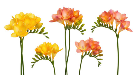 Yellow and peach freesias isolated on transparent background isolated on transparent background