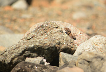 Stones with a lizard sitting on them