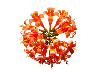 Vibrant orange flower isolated on transparent background isolated on transparent background
