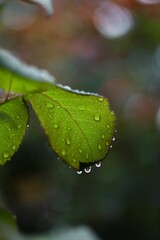Fresh roses and leaves covered with raindrops, captured in natural light