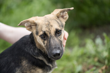 Junger Schäferhund Mischling