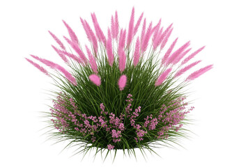 Pink pampas grass bouquet isolated on transparent background isolated on transparent background