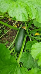 Squash inflorescences, leaves, and fruits
