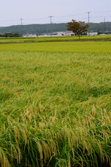 兵庫県・近郊農園の水田風景加東市
