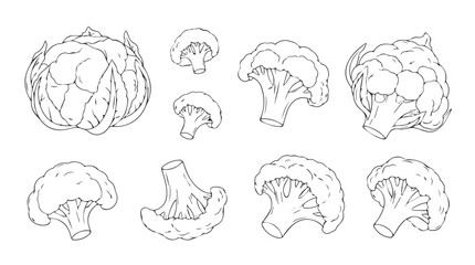 Fresh broccoli and cauliflower florets isolated sketch style collection of healthy vegetables silhouette