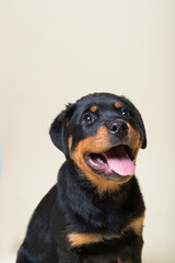 Obraz premium Porträt eines Rottweiler Welpen
