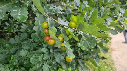 Oak galls, ink nuts on oak leaves. larvae of the oak gall midge (Cynips quercusfolii)