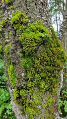 a tree trunk overgrown with green moss