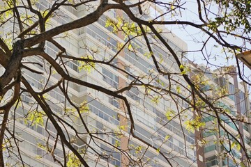 A tree with twisted branches and green leaves on a city street. In the background, a silhouette of a large building. Urban life in large cities.