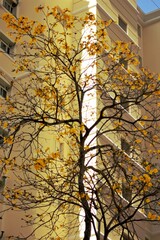 Leafless tree in city street, full blooming yellow flowers, large building in background. 