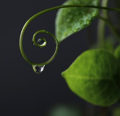 Nature Close-Up: Water Droplet on Spiral Vine with Black Background, Serene Minimalist Plant Photography

