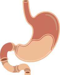 A clear anatomical illustration showing the human stomach with connecting esophagus and intestines, highlighting digestion