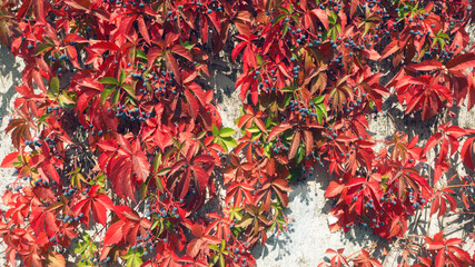 Wild decorative autumn grapes on the concrete fence