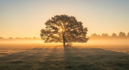 Golden sunrise, solitary tree in a misty field