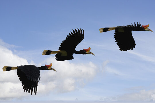 Rhinoceros Hornbills (Buceros rhinoceros) in flight, Borneo, Malaysia