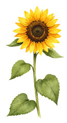 Vibrant Single Sunflower Watercolor Painting