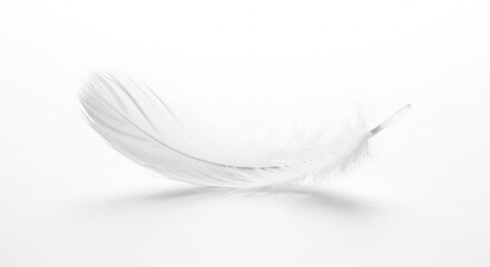 Obraz premium white feather on black background