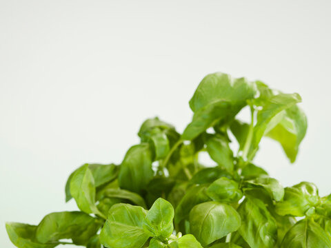 Still life of basil herbs.
