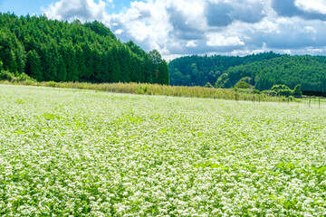 夏の青空と緑の森に囲まれた白い蕎麦の花畑